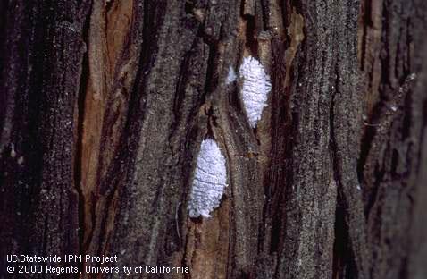 Vine mealybug adults.