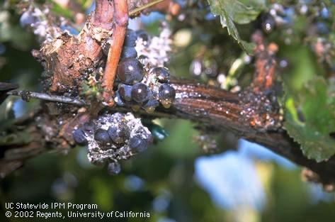 Vine mealybugs and honeydew on infested grapevine after mechanical harvest.