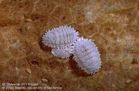 Vine mealybug adults and crawlers.