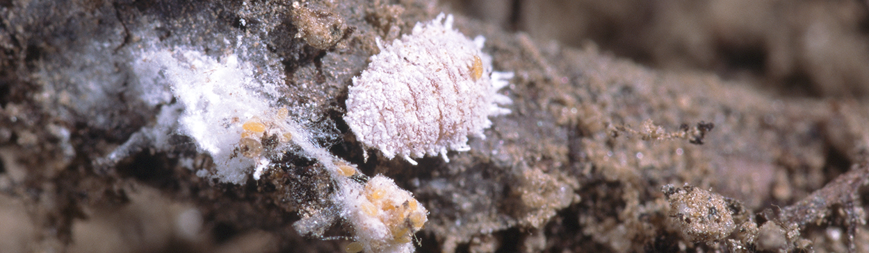 Vine mealybug adult and crawlers.