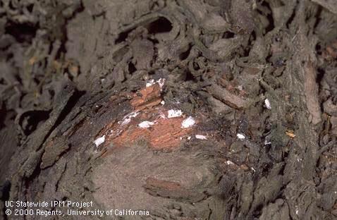 Vine mealybug colony.