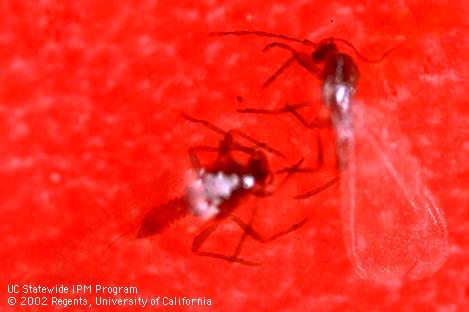 Vine mealybug males in a pheromone trap can be identified by two filaments protruding from the tail (left).