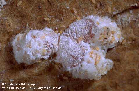 Vine mealybug crawlers on an adult female.