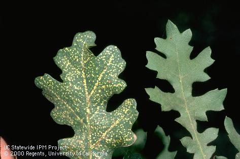 Crop damage by oak leaf phylloxera.