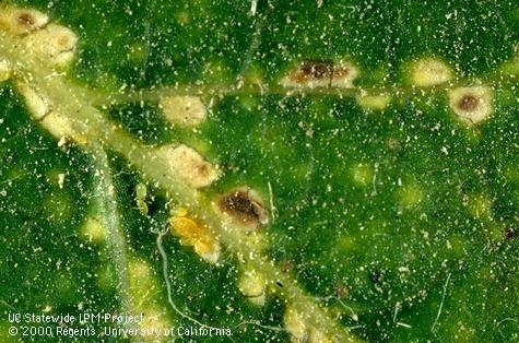 Discolored spots on the upper side of an oak leaf shown close-up caused by oak leaf phylloxera, <i>Phylloxera</i> sp. sucking and feeding on the underside of the leaf.