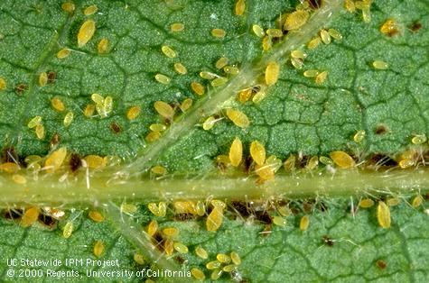 Colony of oak leaf phylloxera, <i>Phylloxera</i> sp., on valley oak.