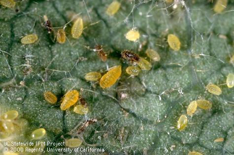 Colony of oak leaf phylloxera.