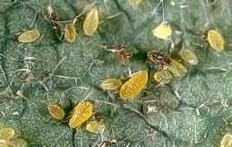 Eggs and nymphs of an oak leaf phylloxera.