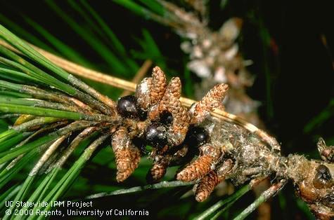 Adult female Monterey pine scale, <i>Physokermes insignicola</i>.