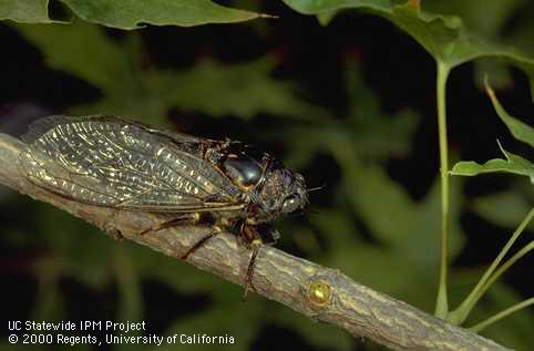 An adult cicada, probably a wide-headed or woodland cicada.