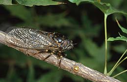 Adult cicada.