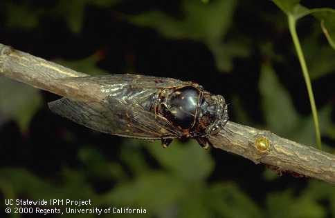 An adult cicada, probably a wide-headed or woodland cicada.