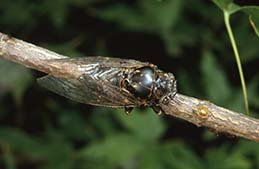 Adult of cicada.