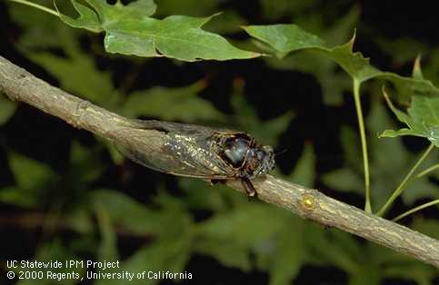 An adult cicada, probably a wide-headed or woodland cicada.