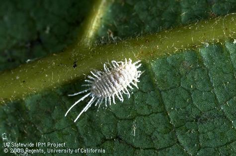 Adult longtailed mealybug.