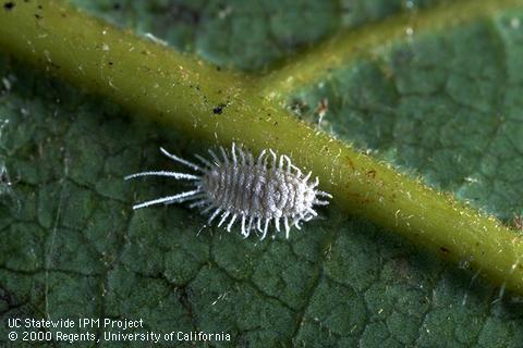 Longtailed mealybug.