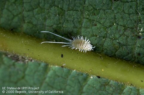 Adult longtailed mealybug.