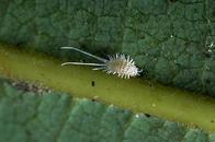 Longtailed mealybug