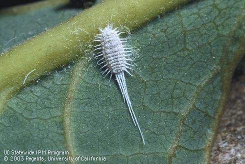 Female longtailed mealybug, <I>Pseudococcus longispinus.</I>  .