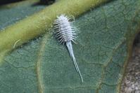 Female longtailed mealybug, Pseudococcus longispinus.