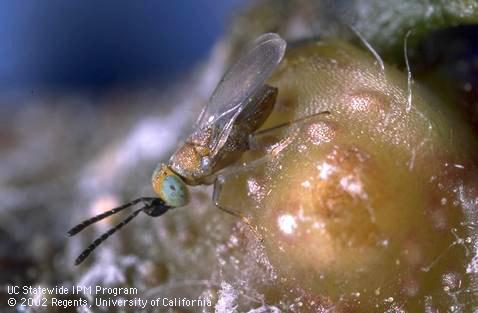 Adult <i>Anagyrus fusciventris</i>, a parasitoid wasp of mealybugs.