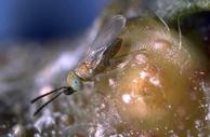 Adult Anagyrus fusciventris, an introduced parasitoid of longtailed mealybug