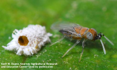 Adult female wasp, <i>Anagyrus pseudococci</i> (right), and a mummified mealybug from which she emerged.