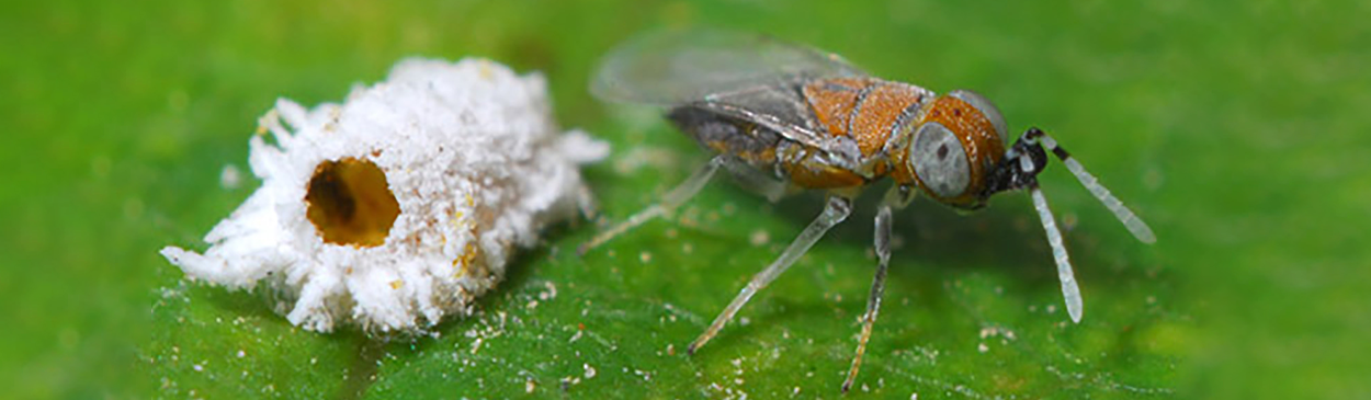 Adult female wasp, <i>Anagyrus fusciventris</i>, a parasite of various species of mealybugs (Pseudococcidae), next to a mummified mealybug from which it emerged.