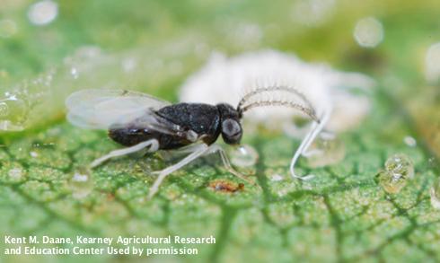 Adult male wasp, <i>Anagyrus pseudococci</i>.