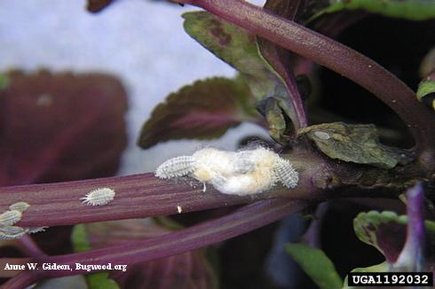 Infestation of madeira mealybug, <i>Phenacoccus madeirensis</i>, on stems of Coleus plant.