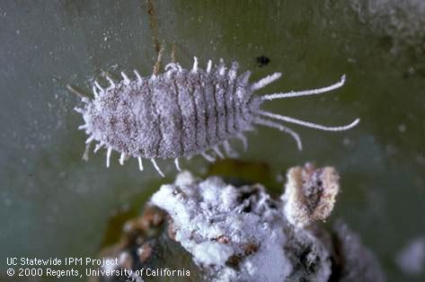 Adult grape mealybug.