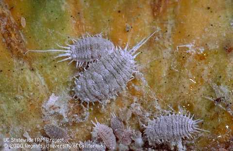 Adult female (center) and nymphs of grape mealybug, <i>Pseudococcus maritimus</i>.