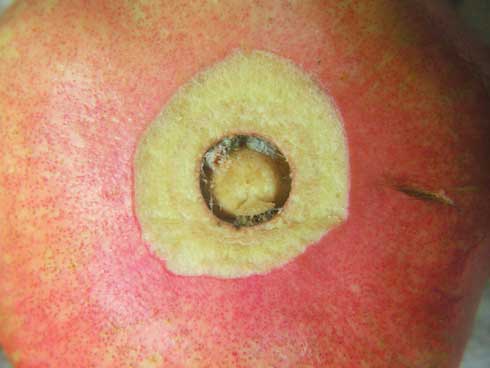 Cut calyx of pomegranate fruit showing grape mealybugs, <i>Pseudococcus maritimus,</i> inside.