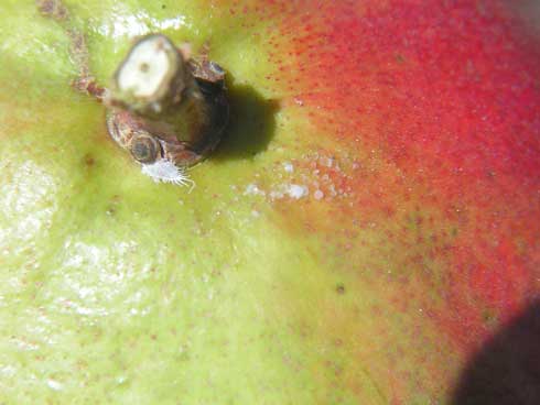 Grape mealybug, <i>Pseudococcus maritimus,</i> on pomegranate.