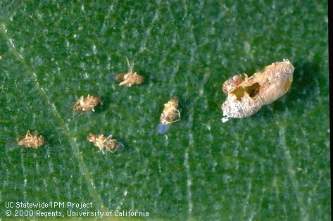 Parasite of grape mealybug.