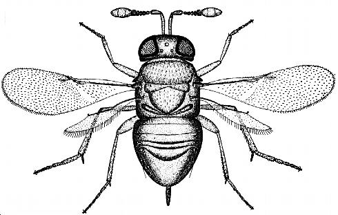 An adult female <i>Acerophagus notativentris</i>. The body of the adult <i>A. notativentris</i> is 1/50 to 1/32 inch (0.5–0.8 mm) long.