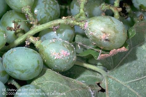 Crop damage by Grape mealybug.