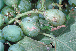 Mealybugs on fruit