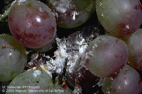 A bunch of emperor grapes fouled with honeydew and white wax secreted by grape mealybugs, <i>Pseudococcus maritimus</i>.