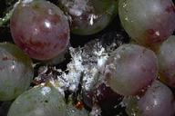 Grape mealybug