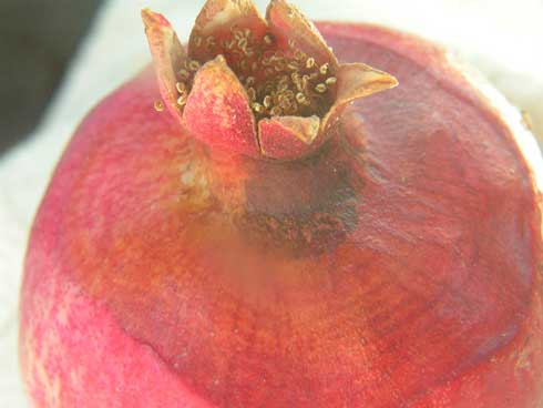 Rot inside of calyx end of pomegranate from honeydew deposited by grape mealybug, <i>Pseudococcus maritimus</i>.