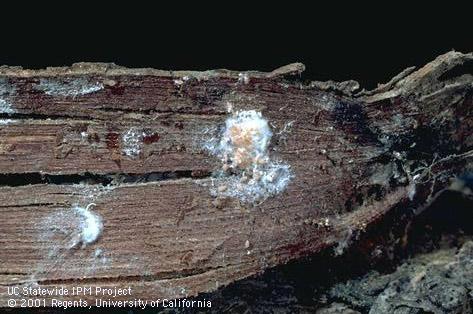 Egg of grape mealybug.