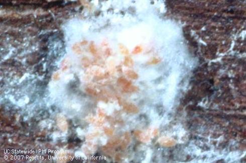 Egg mass of grape mealybug, <I>Pseudococcus maritimus.</I>.