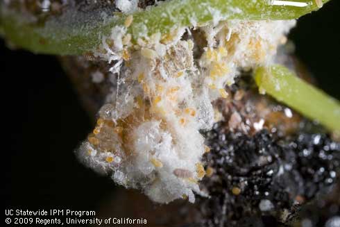 Egg mass of grape mealybug, <i>Pseudococcus maritimus,</i> pulled apart to show orange eggs and yellow crawlers.