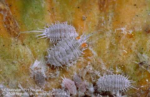 Grape mealybug exudes a reddish orange liquid if punctured.