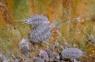 Grape mealybug exuding reddish-orange fluid fluid