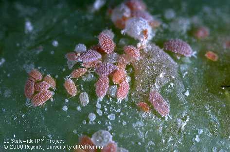 Nymph of grape mealybug.