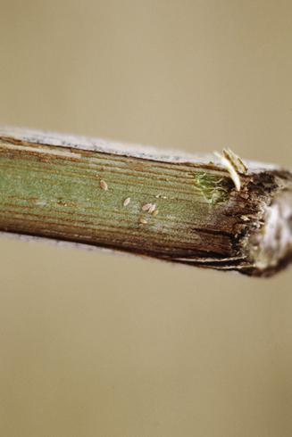 Crawlers (mobile first instars, photo center) of grape mealybug, <i>Pseudococcus maritimus</i>, overwinter on spurs and under bark.