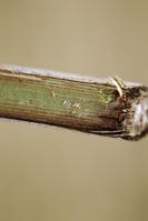 Grape mealybug, Pseudococcus maritimus, egg mass under bark.