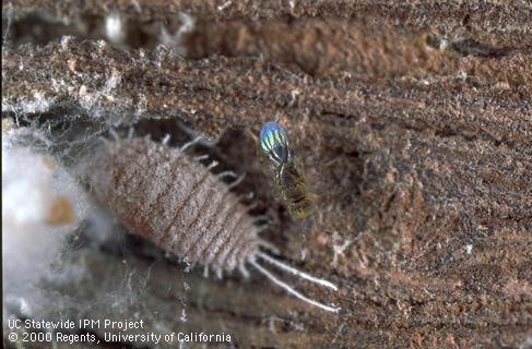 Adult parasitic wasp, <i>Pseudaphycus angelicus</i>, next to one of its hosts, a grape mealybug, <i>Pseudococcus maritimus</i>.